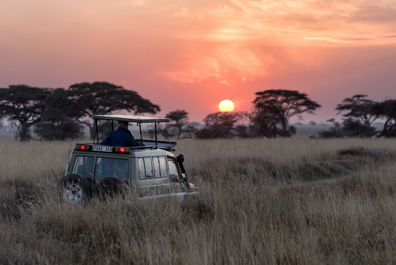Acacia trees and open savanna at golden hour on an East African safari